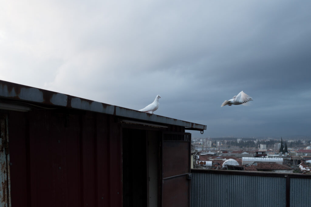 Pigeons take flight off a rooftop in Antakya (Kyriakos Finas)