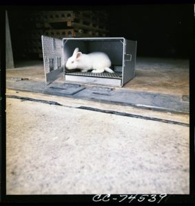 The US Army kept white rabbits at Chibana Army Ammunition Depot in an effort to monitor chemical weapons leaks, 1971. / Okinawa Prefectural Archives