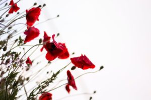 Afghanistan, antiquities, trafficking, opium