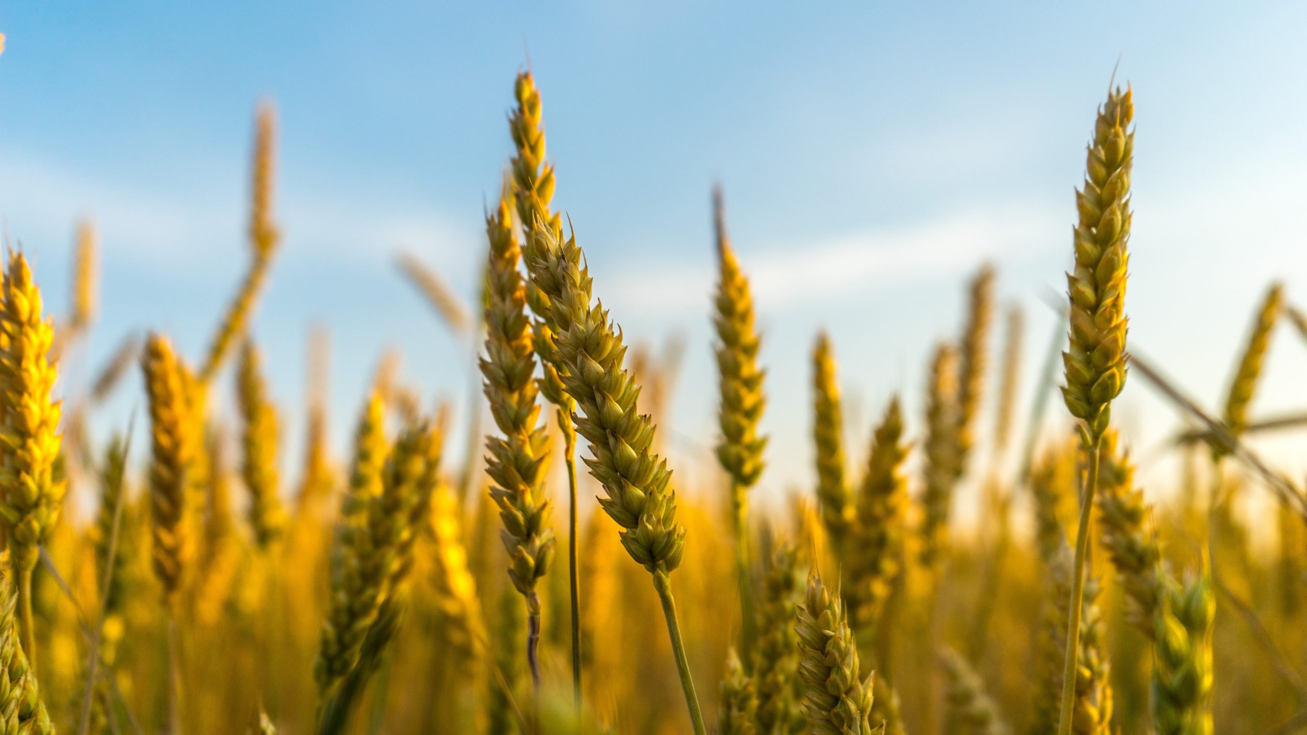 food security, Russia, Ukraine, wheat