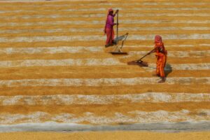 field, India, workers, women