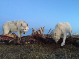 The Arctic Is Changing Faster Than We Understand