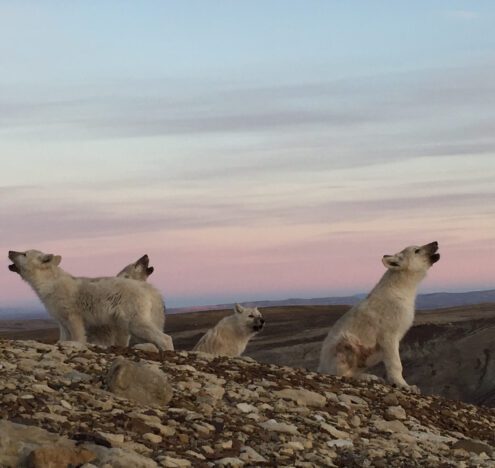 The Arctic Is Changing Faster Than We Understand