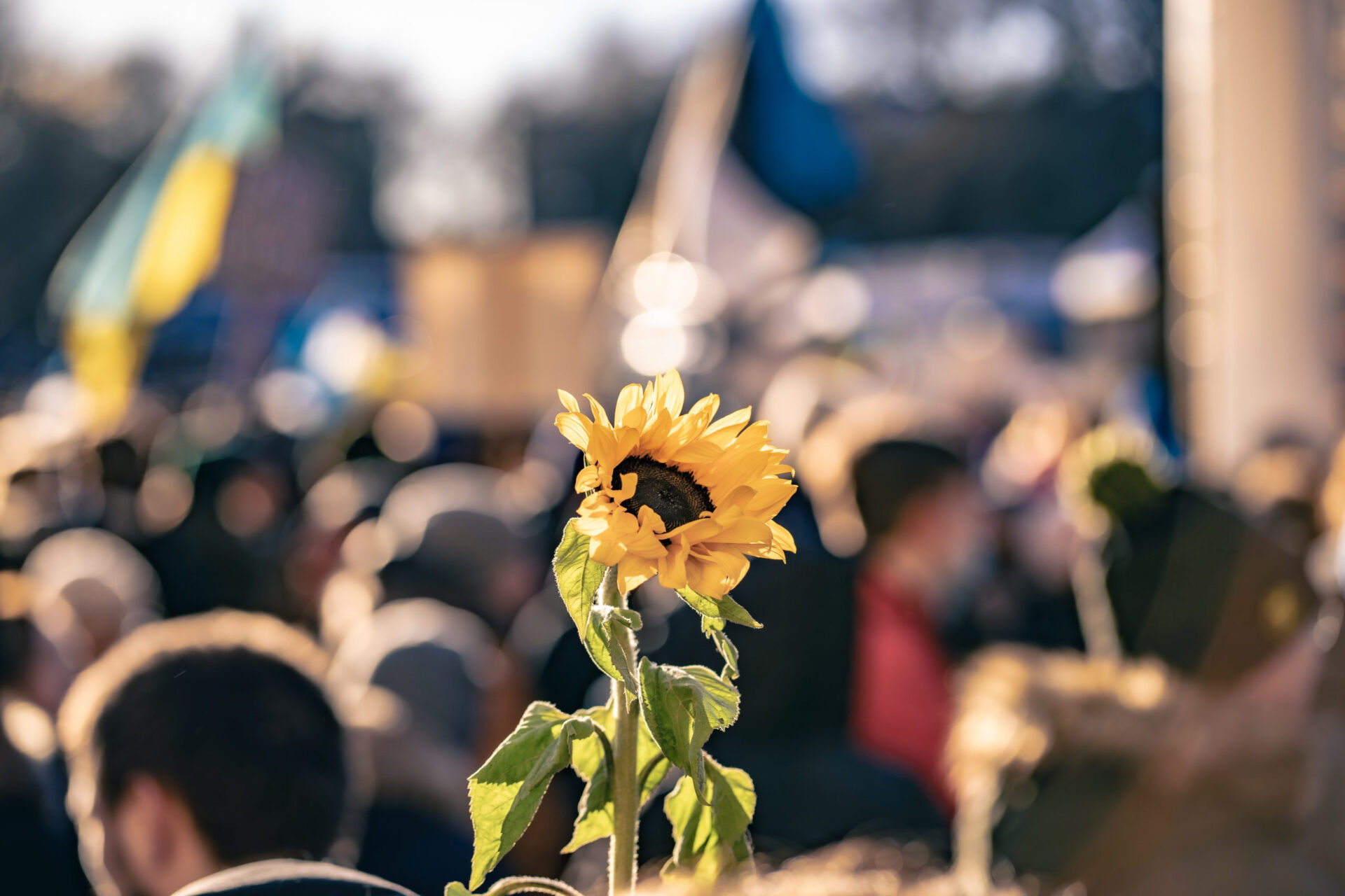 Sunflower at a peace protest