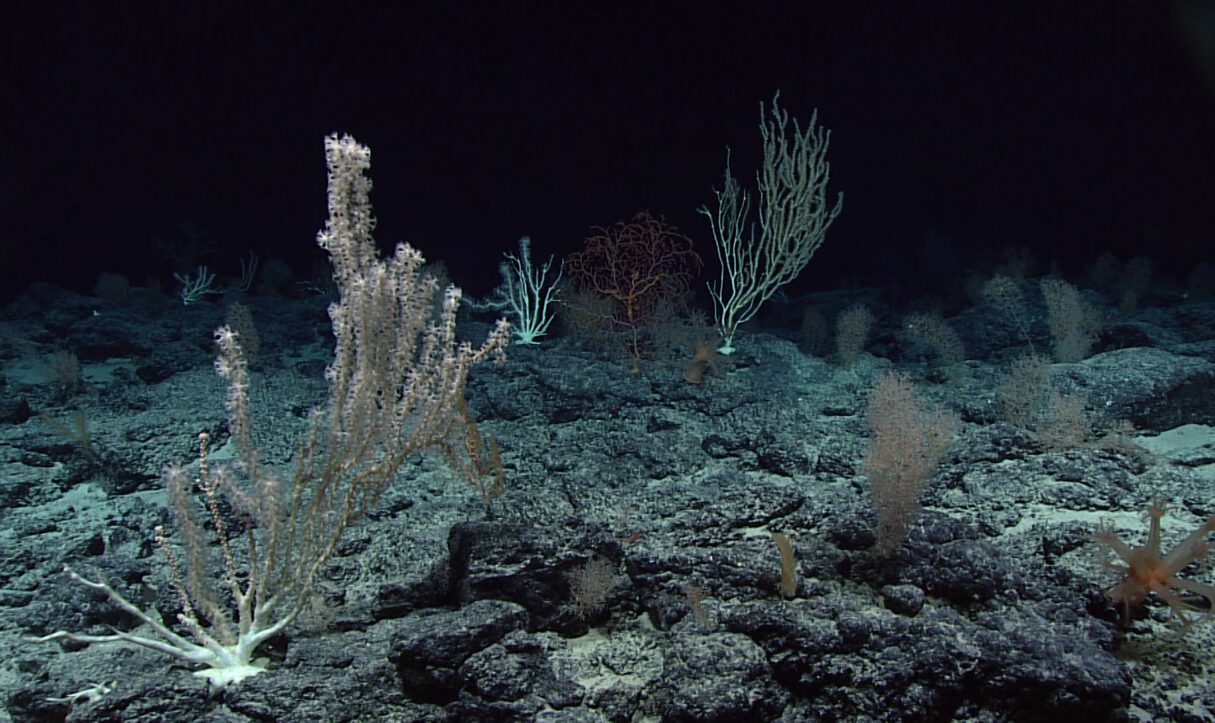 A photo shows high density deep sea coral at Wagner Seamount in September 2017 (NOAA/Wikimedia Commons)