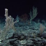 Are China’s Deep-Sea Mining Vessels Surveilling US Submarines?