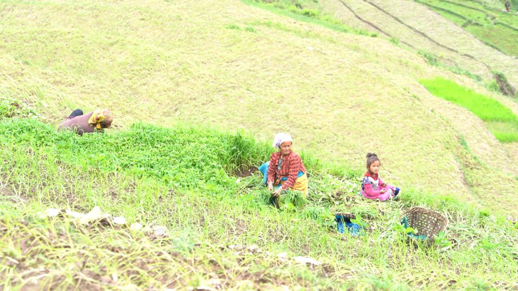 Mai's family resides in Lidi, a village near China's border (Matt Kynaston)