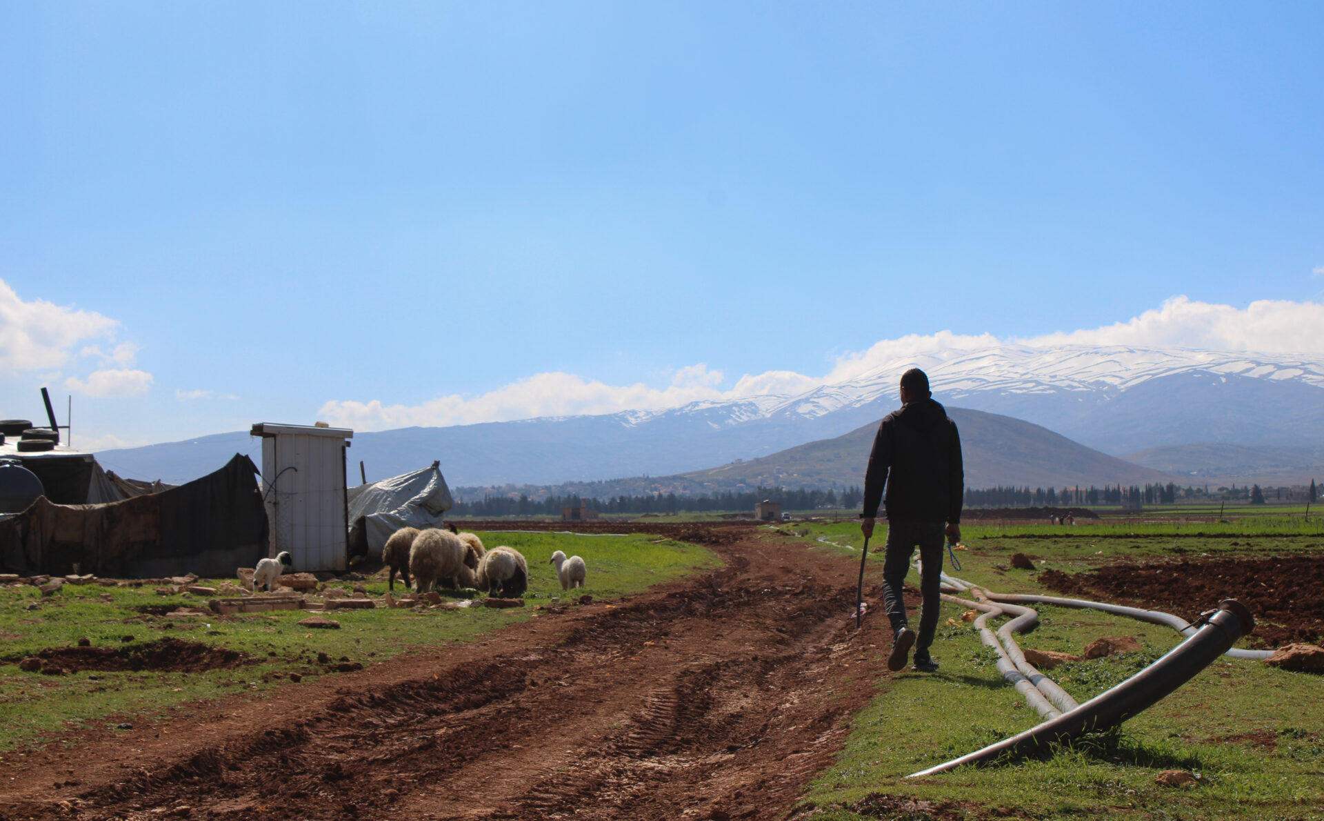 A young man herds sheep nearby a Syrian camp in Lebanon’s Bekaa Valley (Hanna Davis)