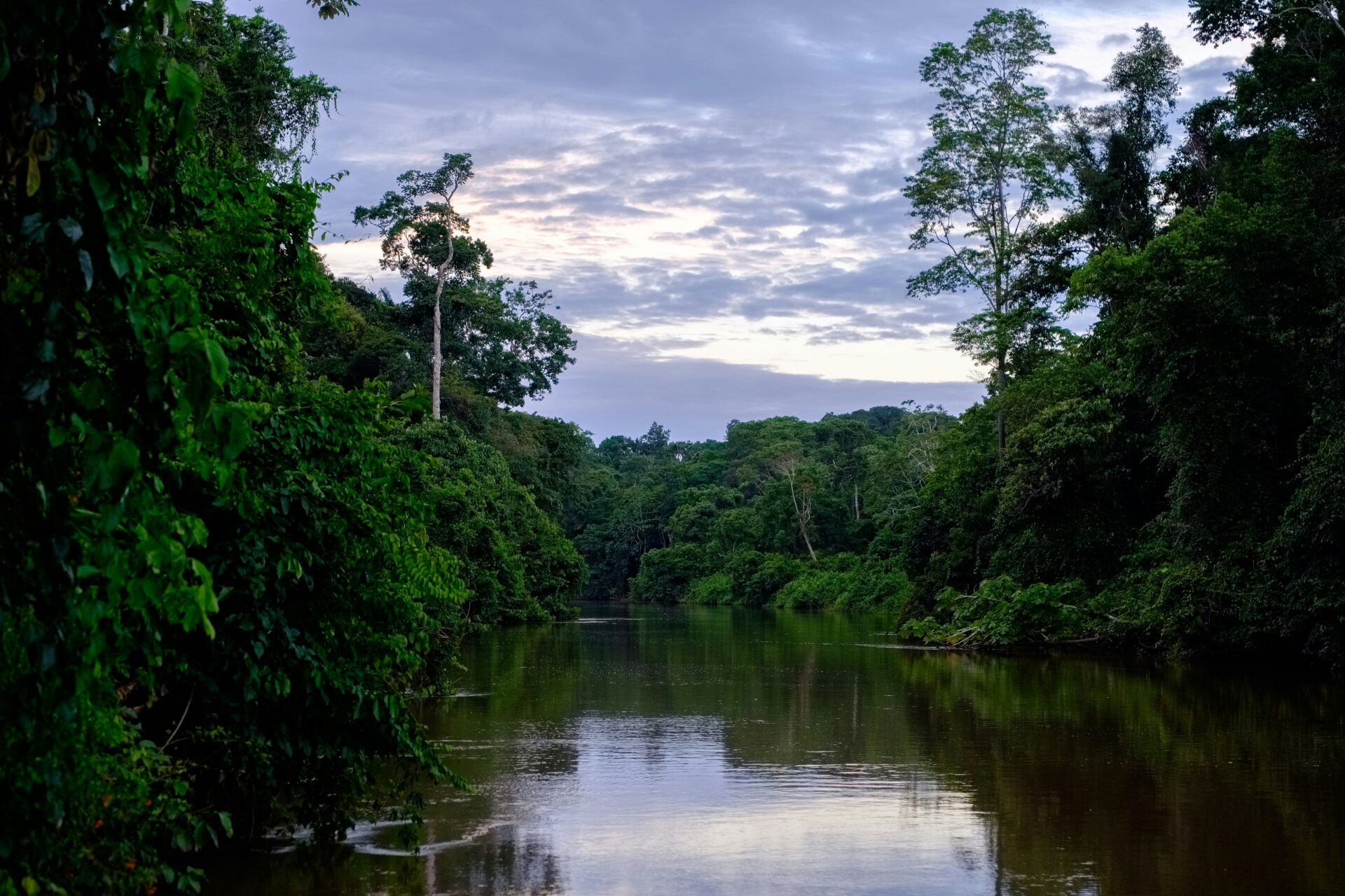 Published in February 2024, a photo shows the Ecuadorian Amazon (Alexander Van Steenberge via Unsplash)