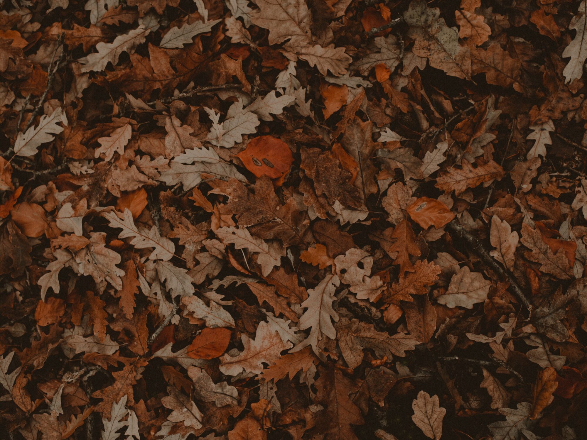 leaves, PMSCs, contractors