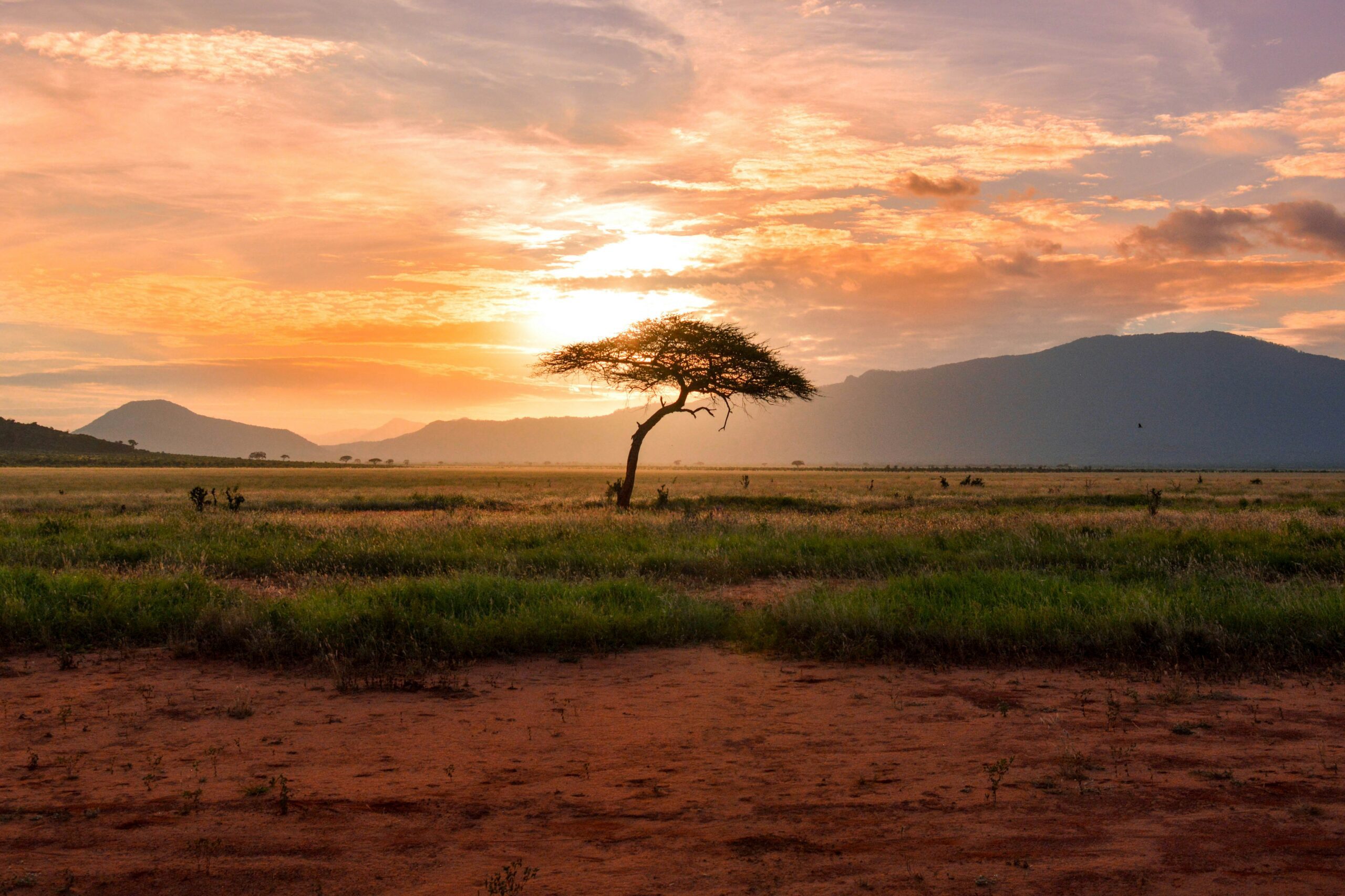 The sun sets over a treen in the Tsavo East National Park in Kenya (Damian Patkowski via Unsplash)