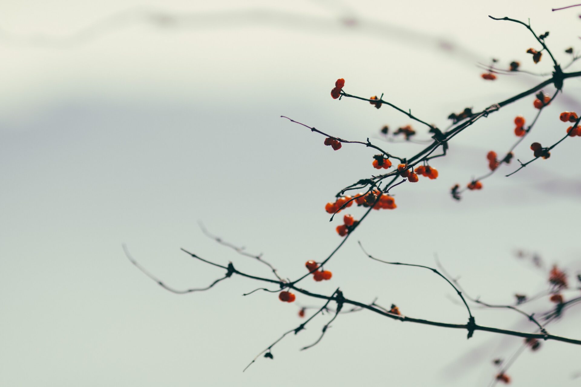 closeup photography of red berries