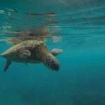 Lebanon’s Conservationists Are Protecting Nature Under Fire