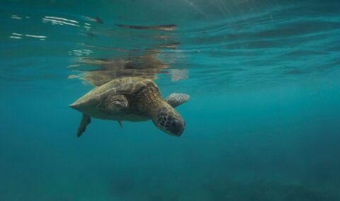 Lebanon’s Conservationists Are Protecting Nature Under Fire