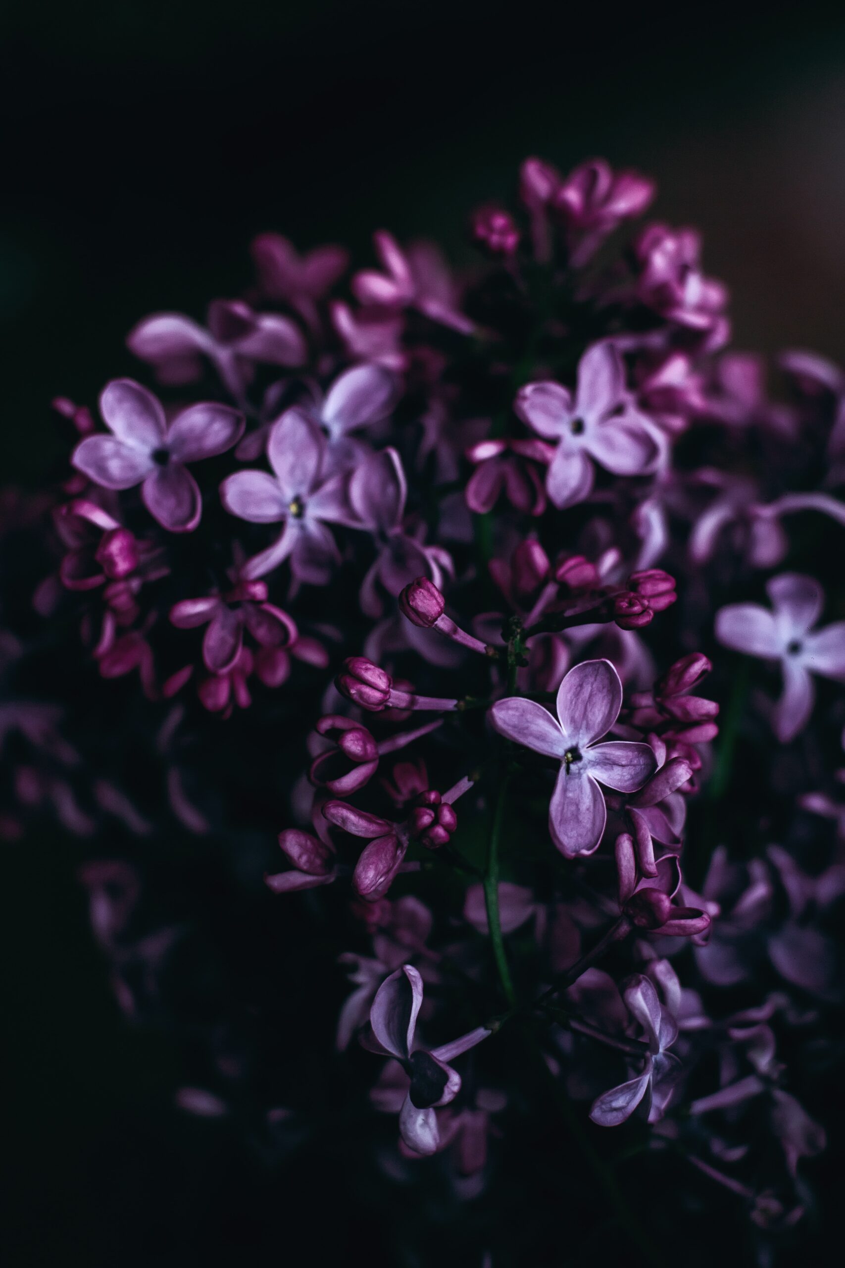 Purple flowers