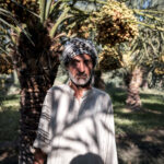 In Iraq, Farmers are Losing their Fight for Survival